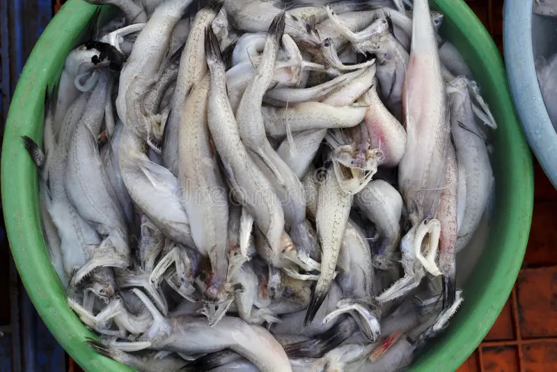 Bombil (Bombay Duck)