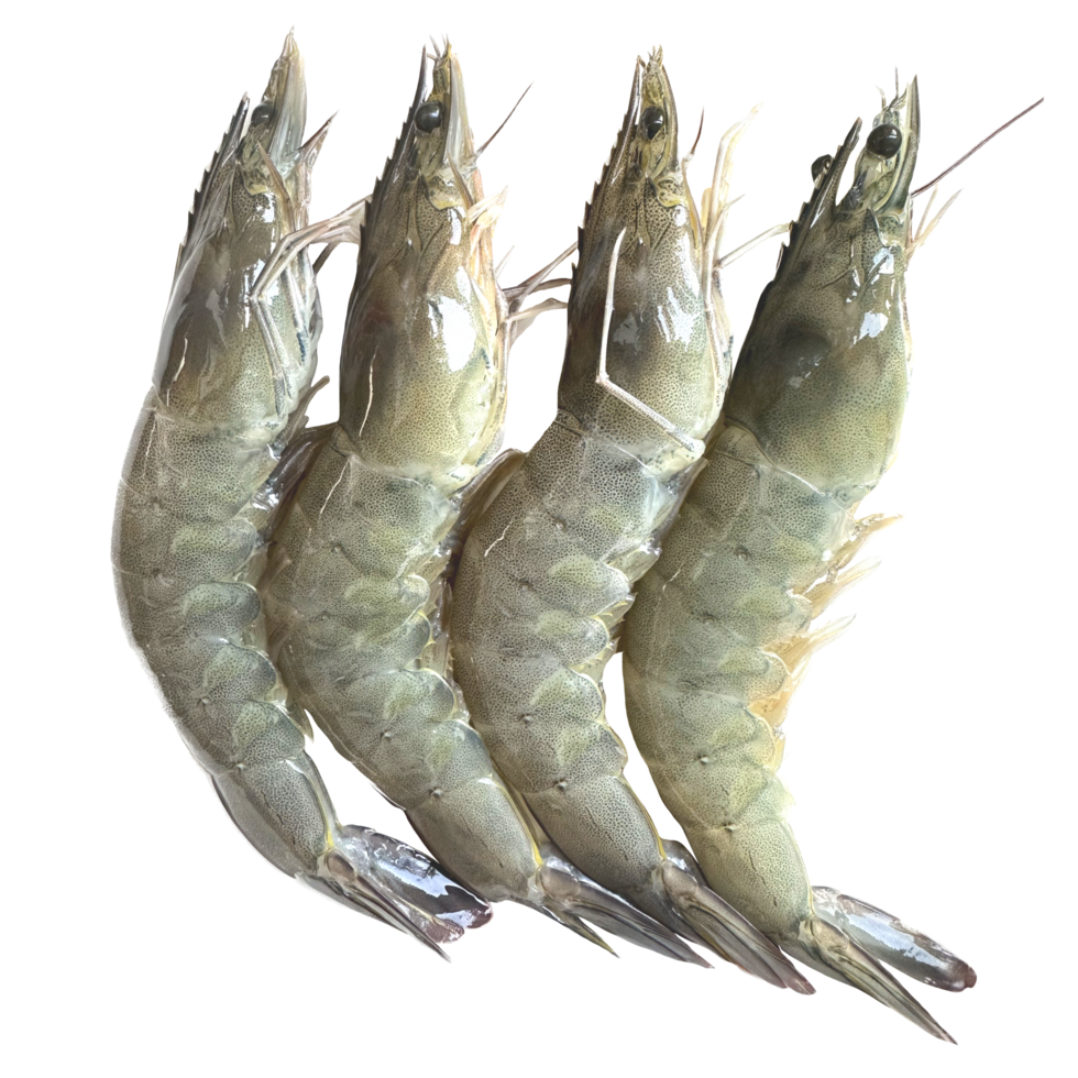 Prawns 15/18 pcs
