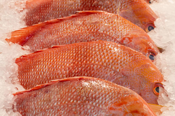 Red Snapper Fillet Boneless