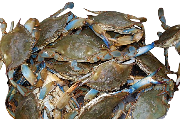 Crab 2 large
