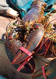 Lobster 4 pcs