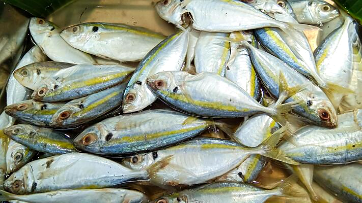 Mackerel (Bangda)