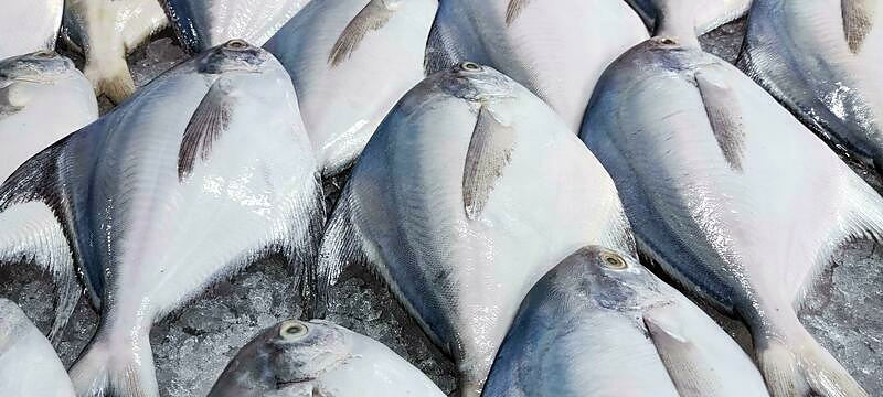 Pomfret 4/5 pcs