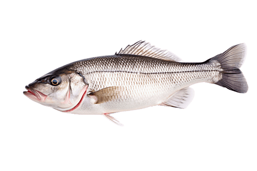 Sea Bass Slices