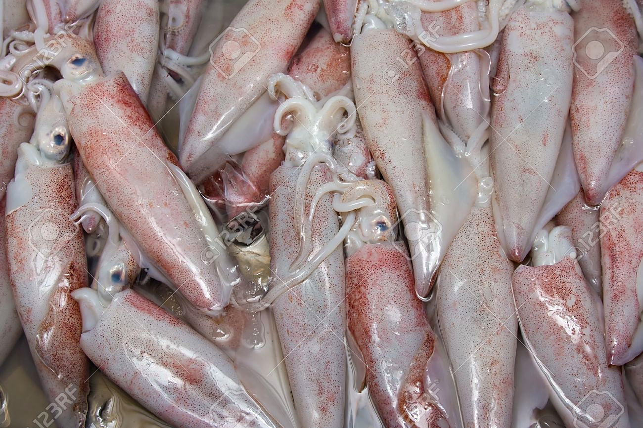Squid