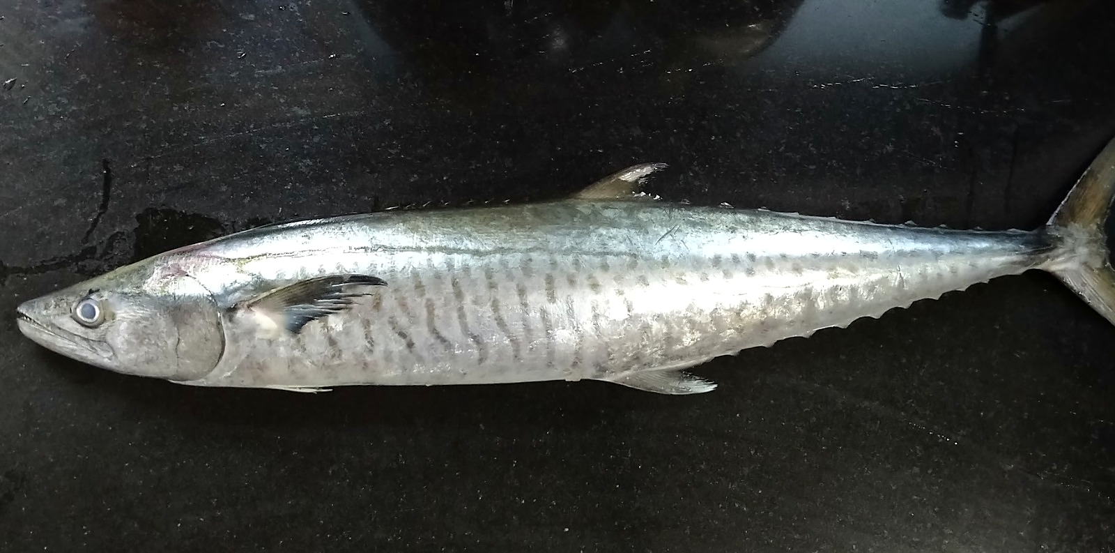 Surmai (Seer Fish) Curry Cut