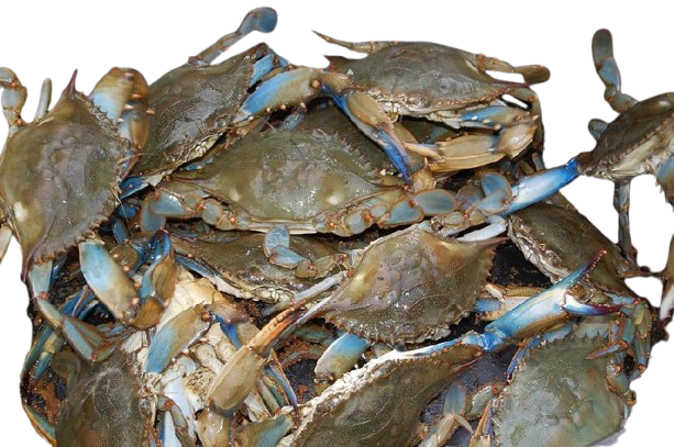 Crab 2 large