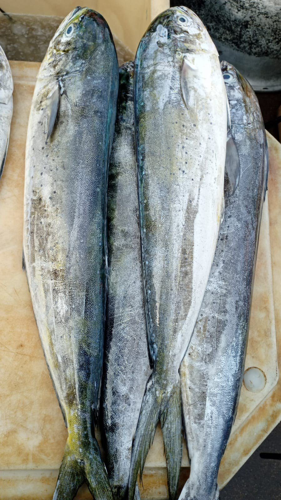 Mahi-Mahi Fillet Boneless