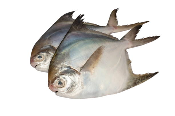 Pomfret 3 pcs