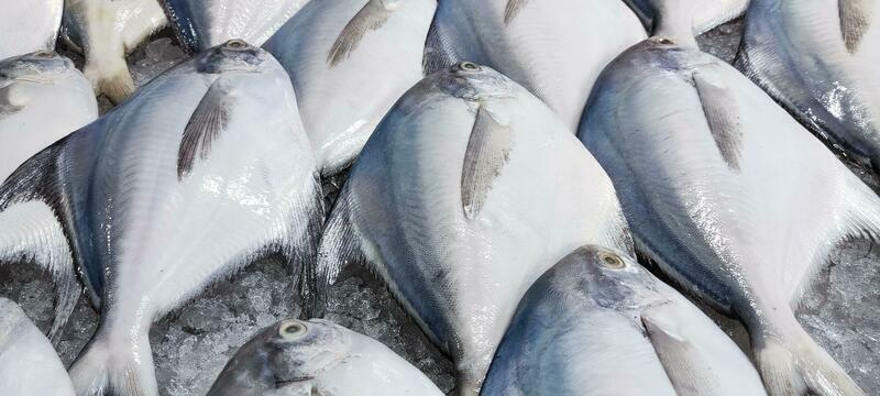 Pomfret 4/5 pcs