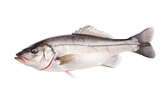 Sea Bass Slices