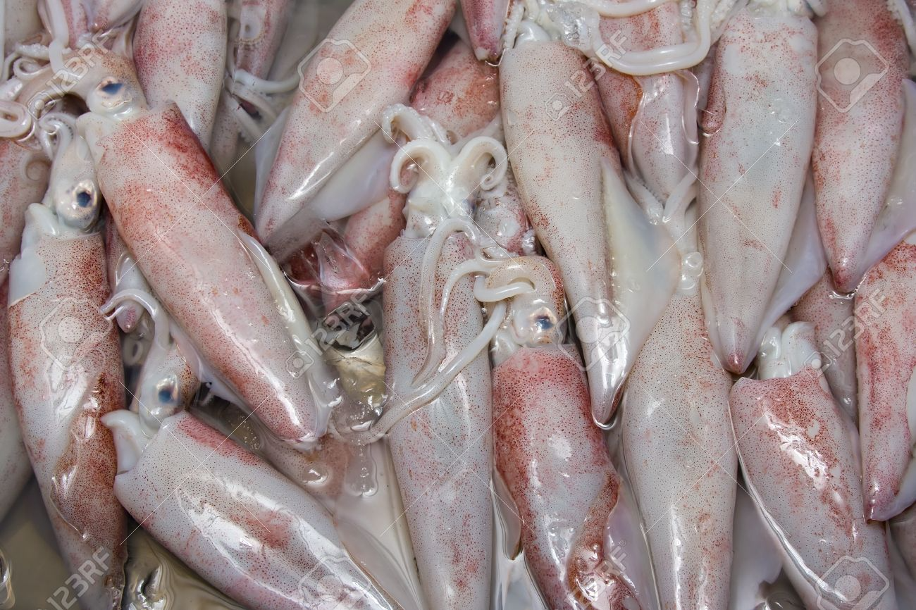 Squid